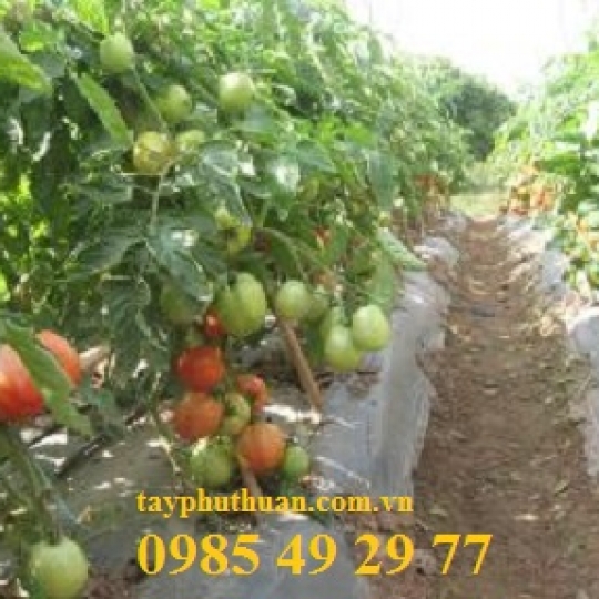 Màng phủ luống trồng cà chua